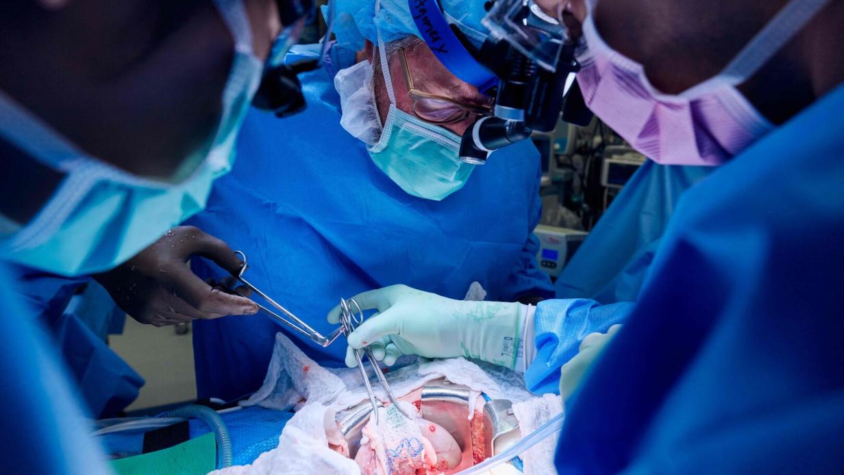 Zweite Patientin weltweit Schweineniere musste wieder entfernt werden