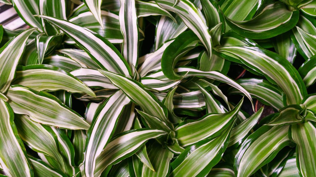 efeutute treubii moonlight Scindapsus treubii Moonlight | Silver Vining Aroid Plant main image 0