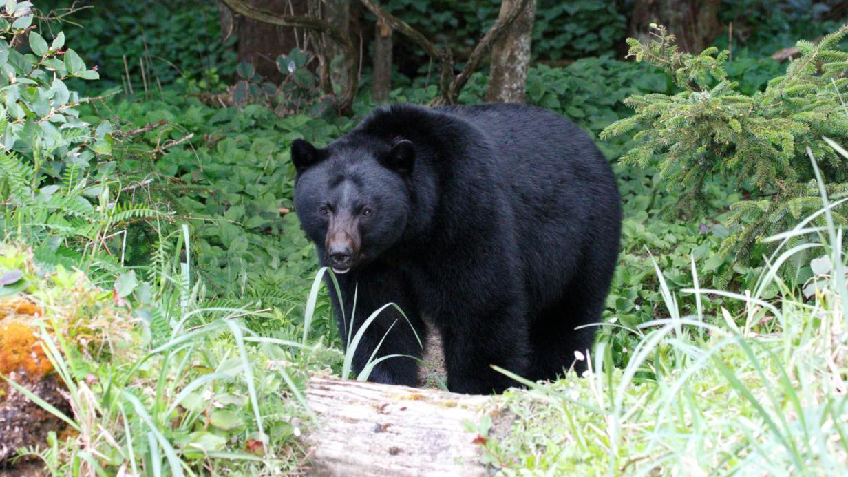 Bär im Keller: 250-kg-Tier verschanzt sich unter Haus in Kalifornien ...