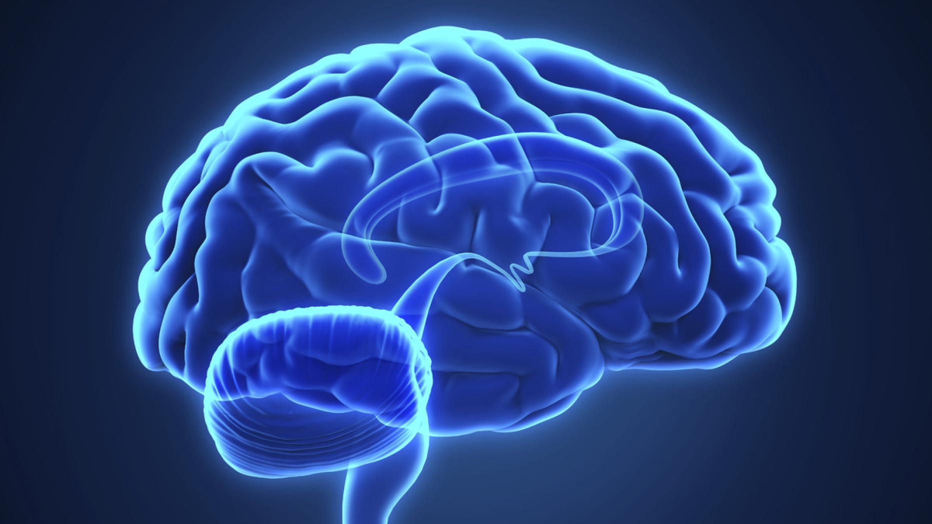 Makes her brain. Изображение мозга. Анимированный мозг. Makes her brain. Мозг гиф.