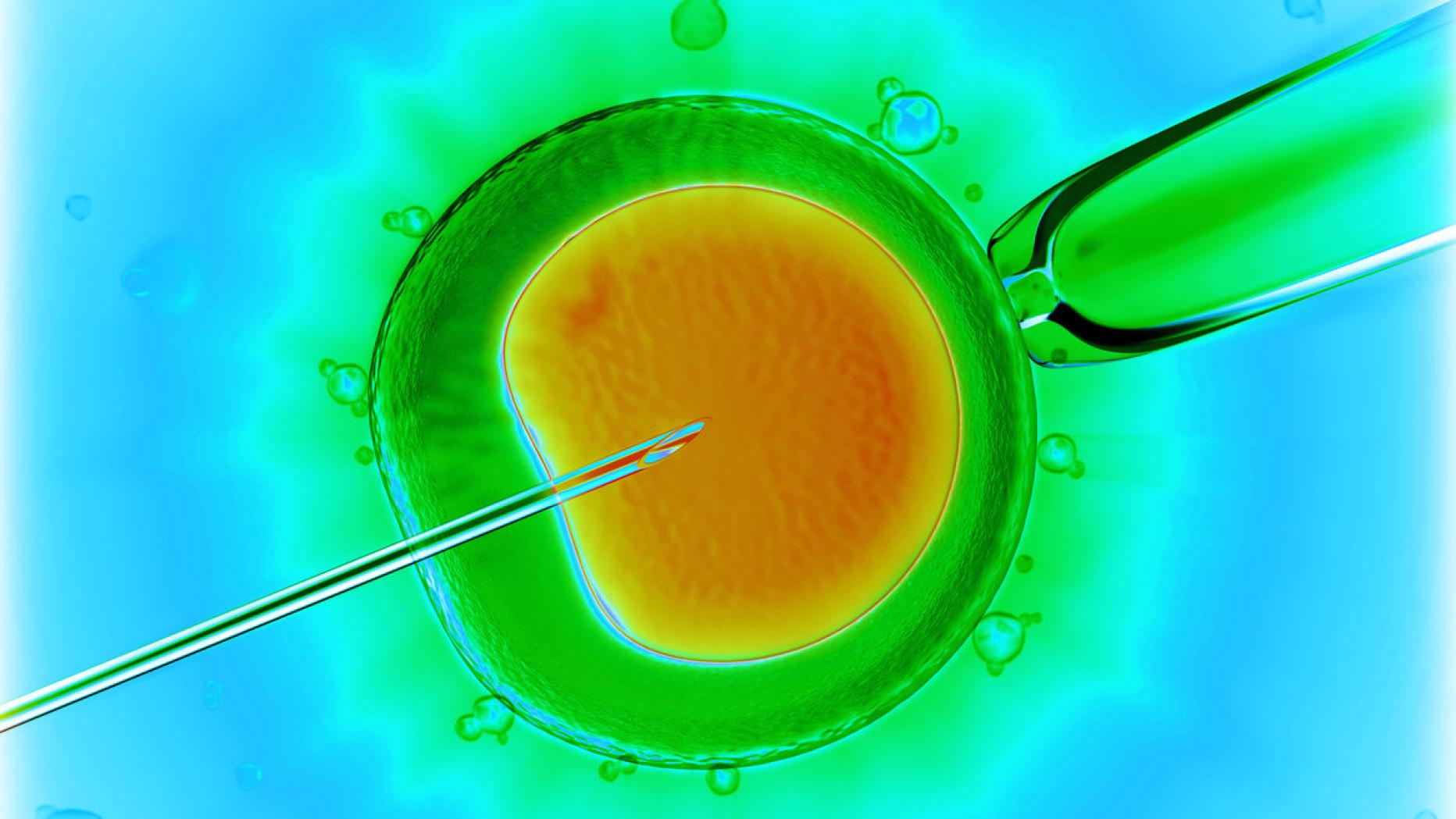 Оплодотворенная клетка растений. Оплодотворение in vitro растений. Экстракорпоральное оплодотворение микроскоп. Искусственное оплодотворение под микроскопом. 8 Клеточный эмбрион.