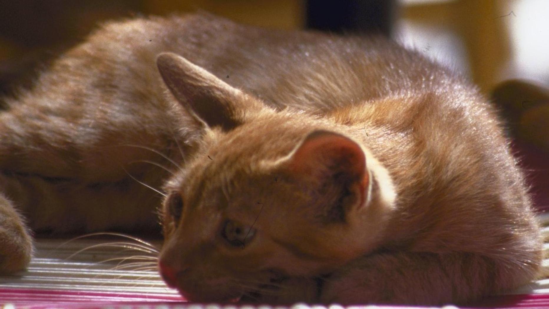 Worunter Alte Katzen Häufig Leiden Kurierat