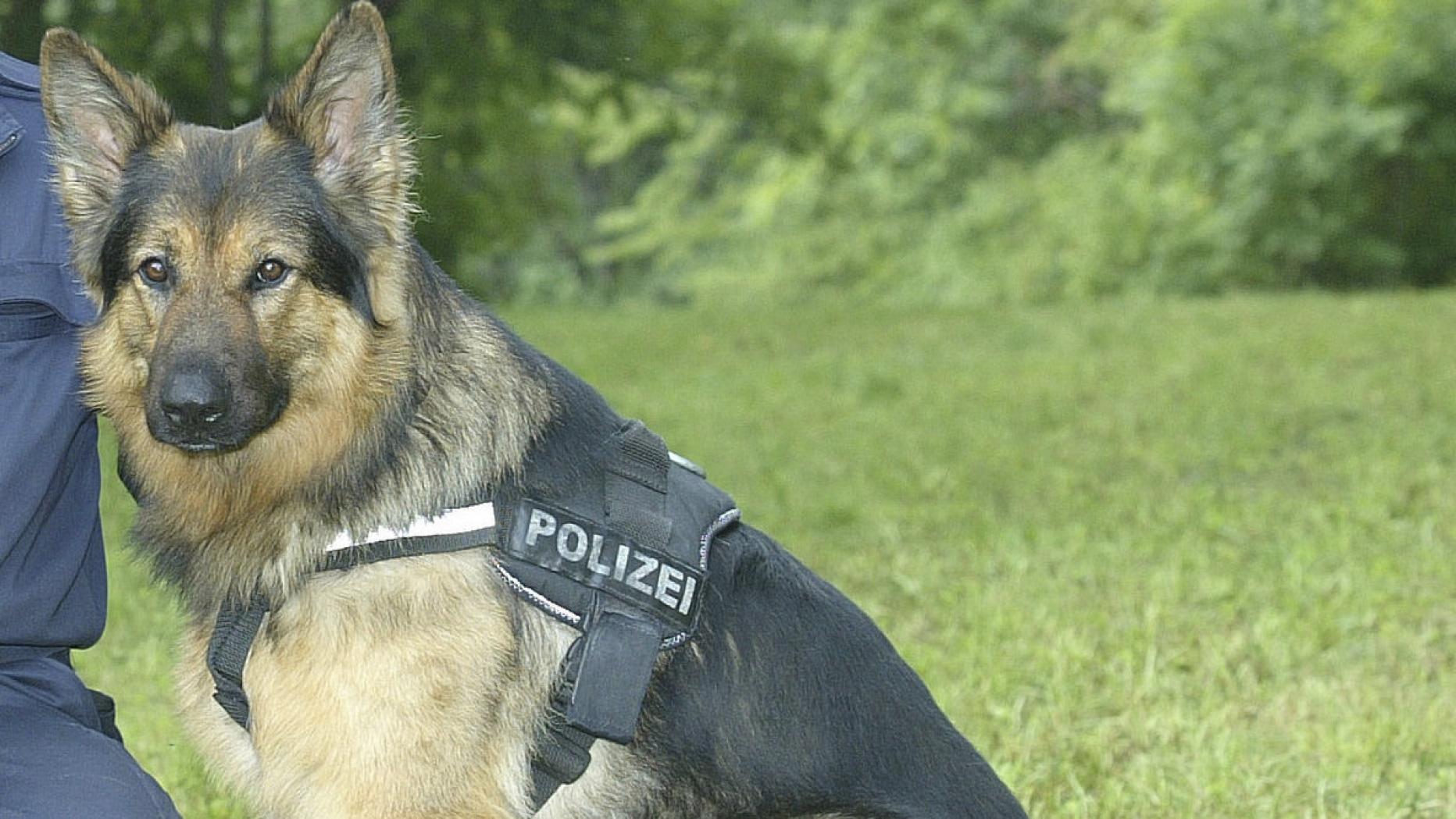 Polizeihund rettet einem Briten in Tirol das Leben | kurier.at