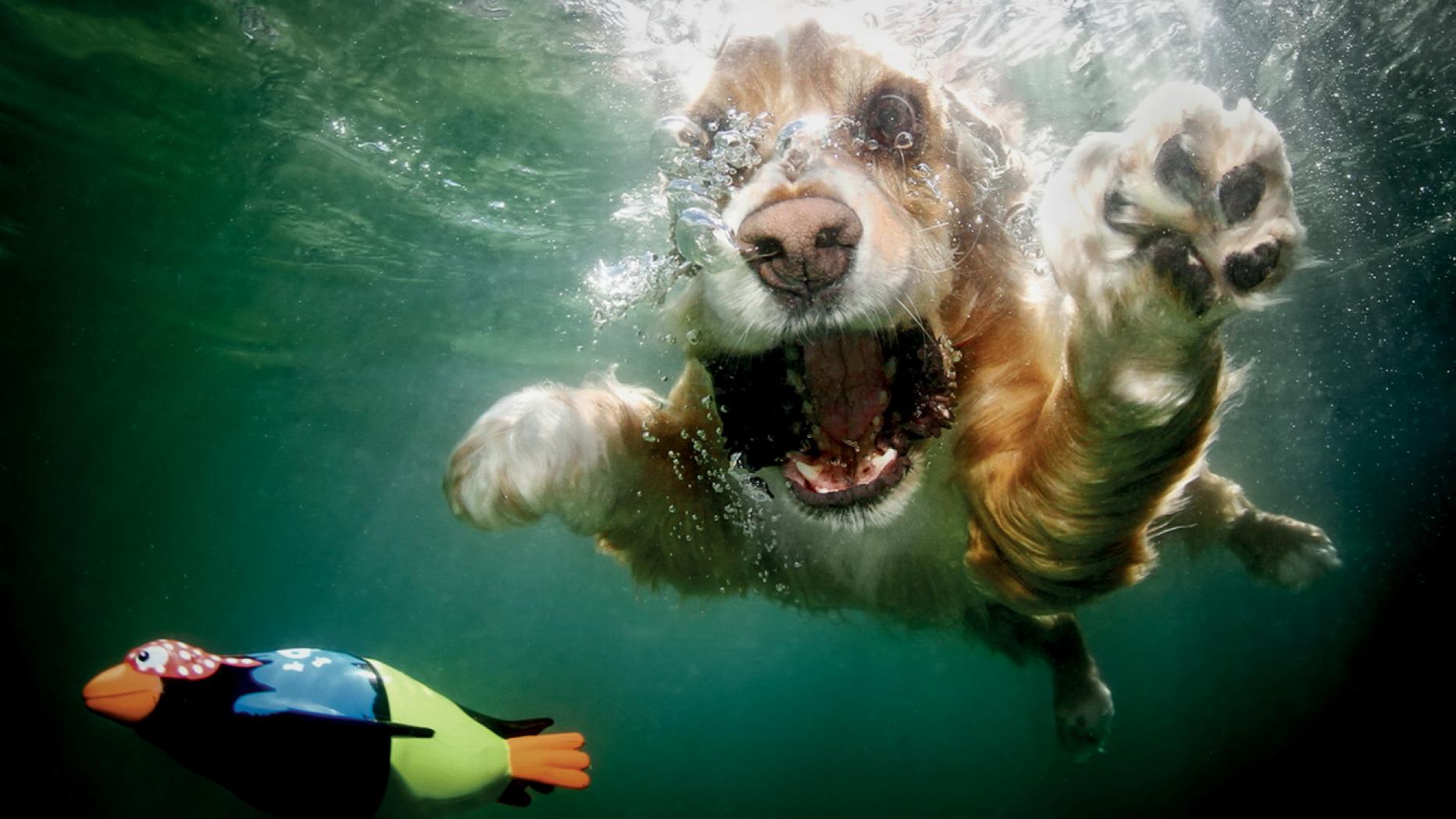 Hunde Unter Wasser Kurier At