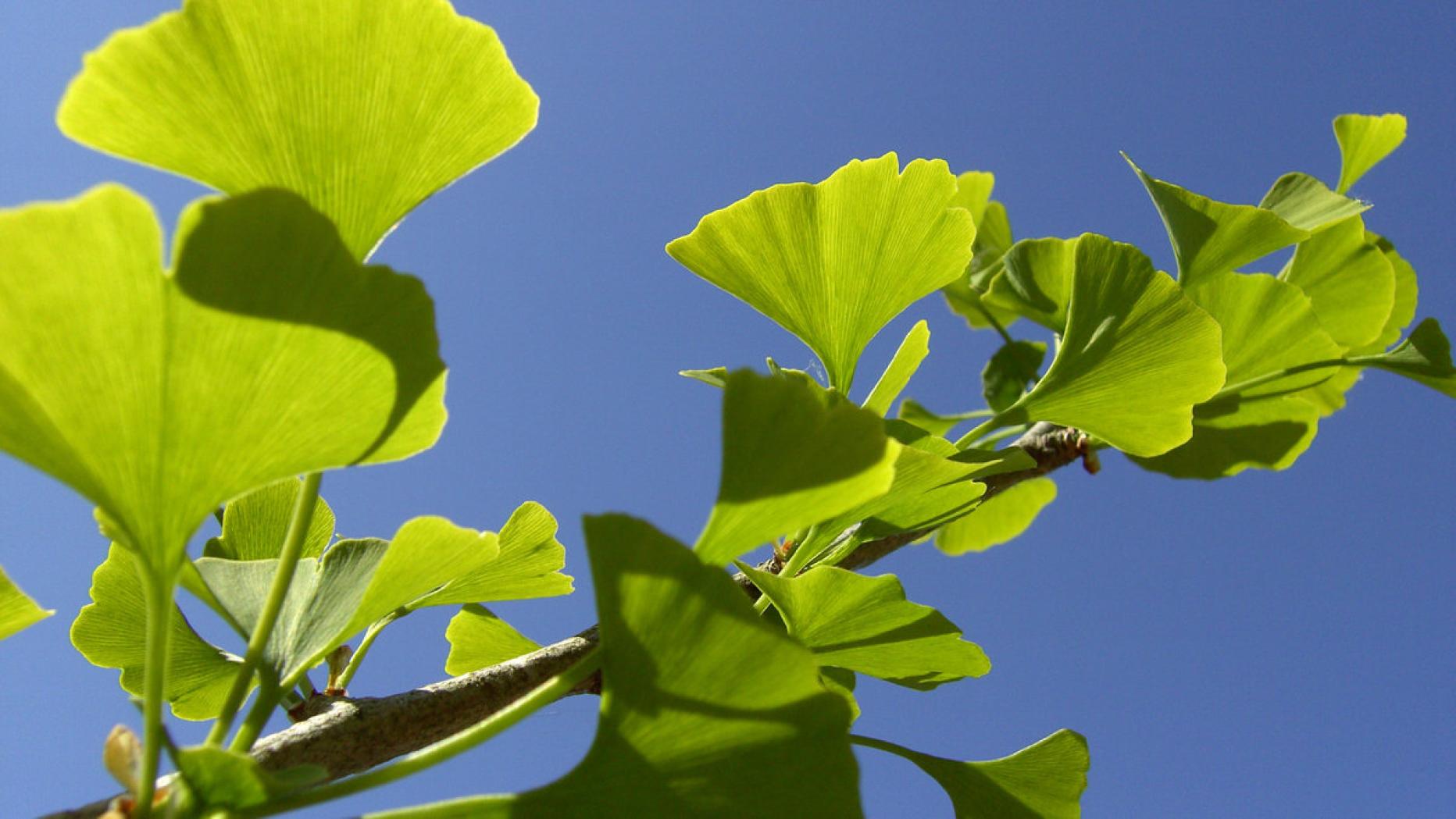 MedizinMythen Hilft Ginkgo bei Tinnitus?