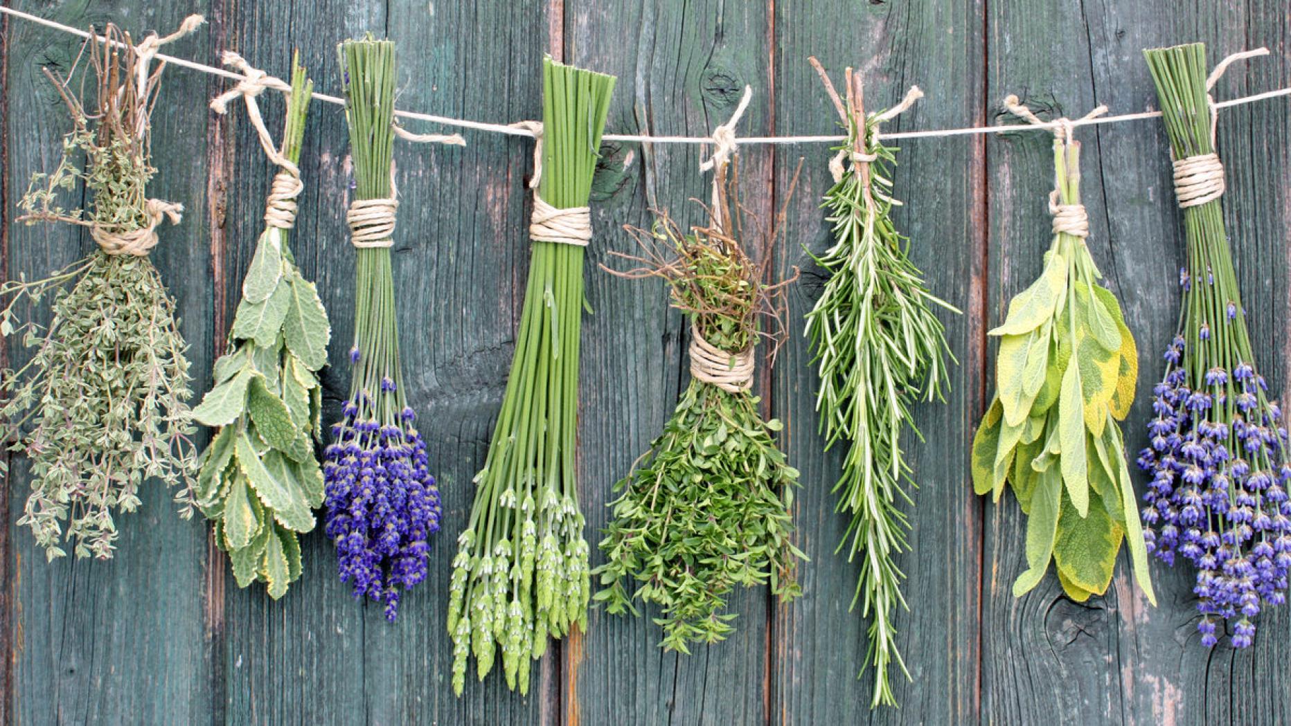 Сухие травы картинки. Сухие травы картинки. Сухие травы картинки. Пряные травы для сушки. Крымские лечебные травы.