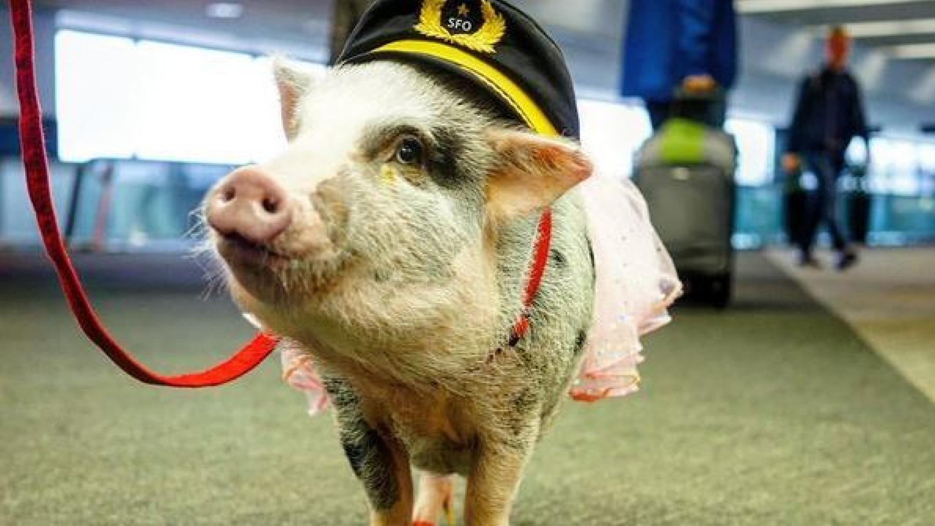 Das Schwein am Flughafen von San Francisco