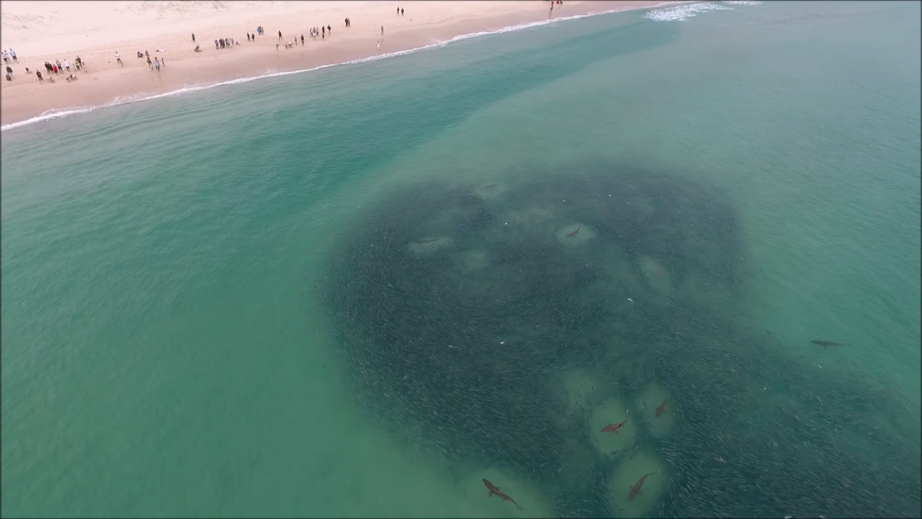 Australien Drohnen Video Zeigt Haie Ganz Nah An Strand Kurier At