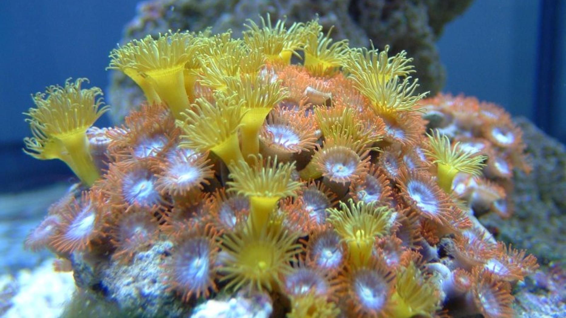 Шестилучевые Мадрепоровые кораллы