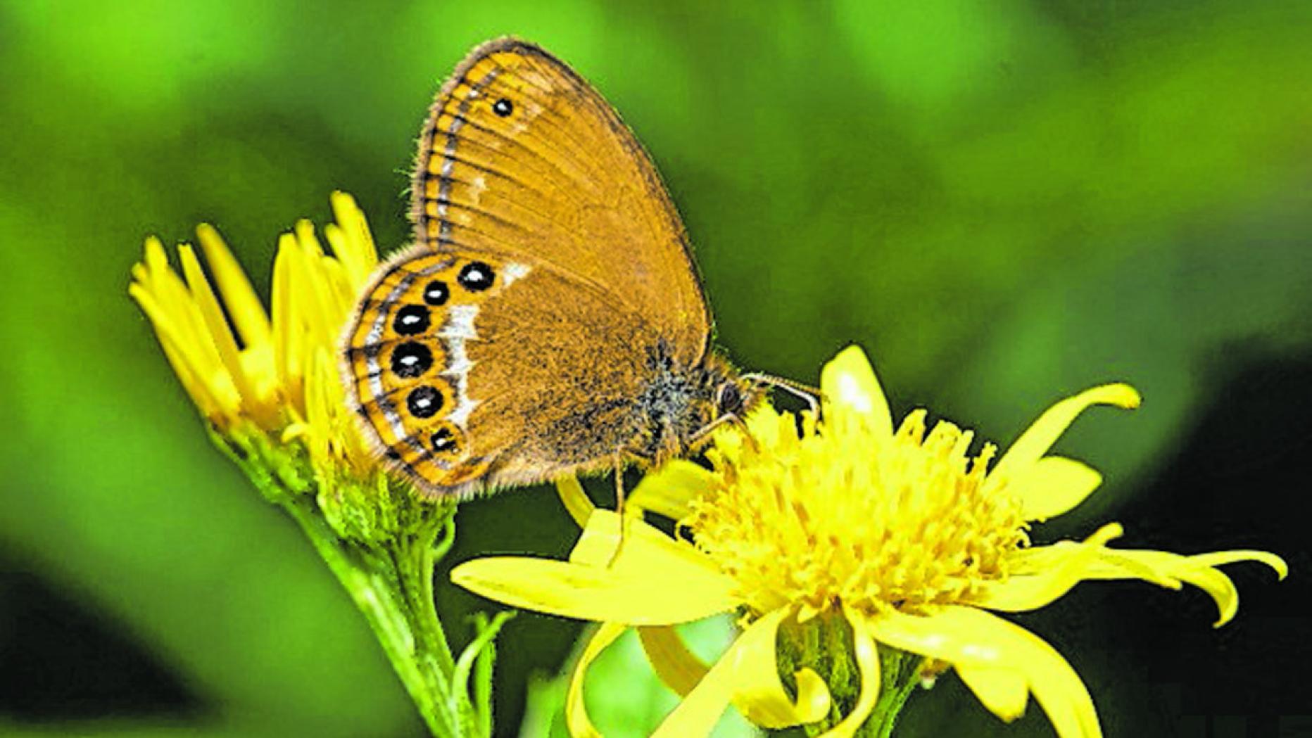 Schmetterlinge in Not