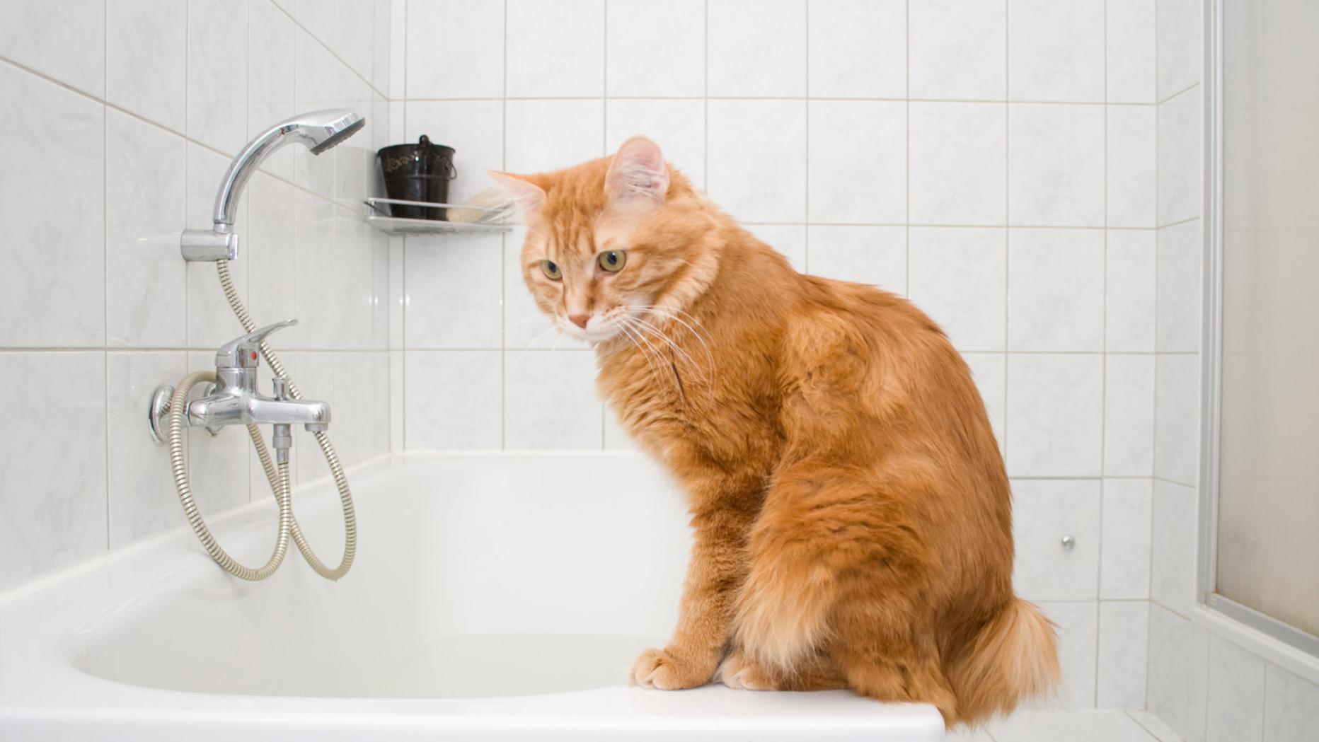 Katze Benutzt Badewanne Als Klo