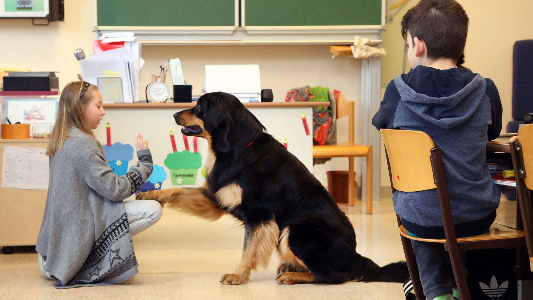 Schulhund: Ein Lehrer auf vier Pfoten | kurier.at