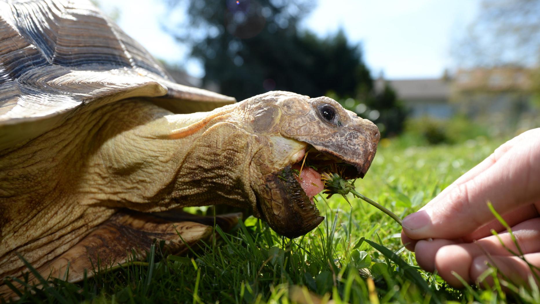 Welttag der Schildkröten: Jede zweite Art ist bedroht