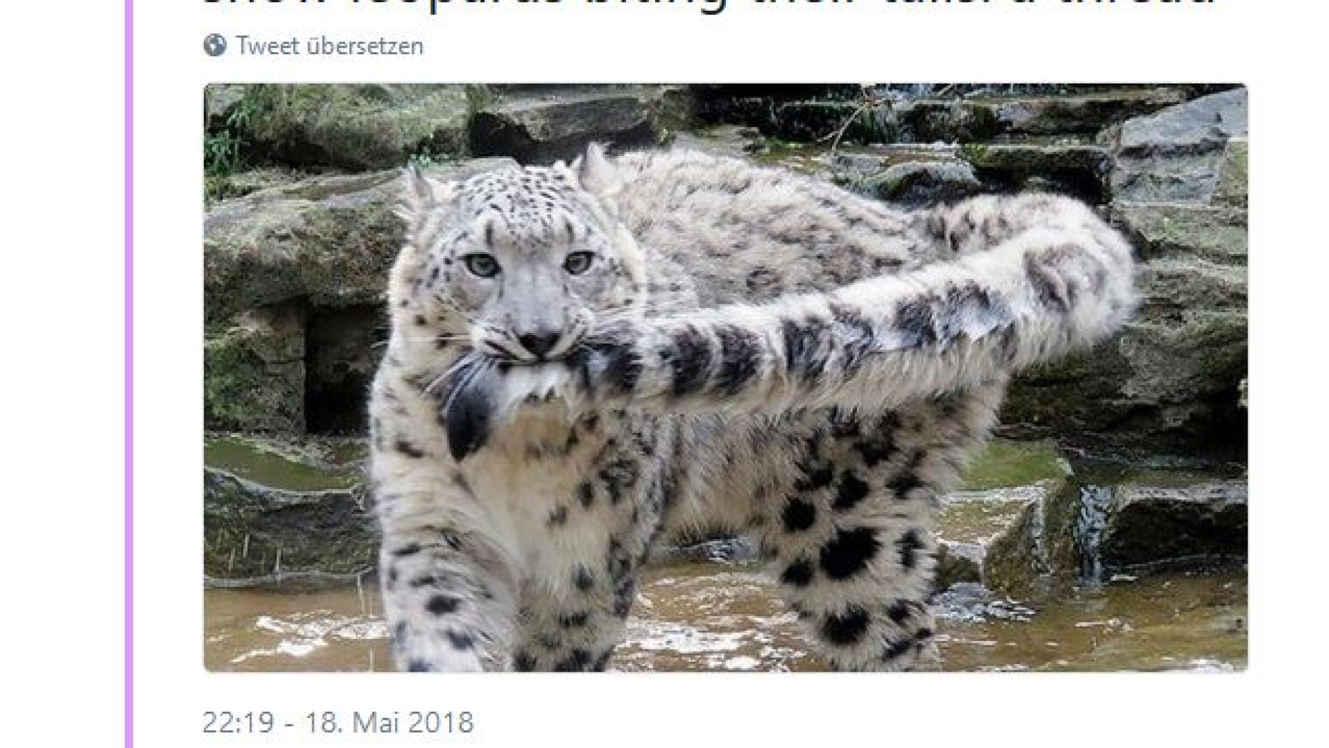 Viral: Fotos von Schneeleoparden amüsieren das Internet