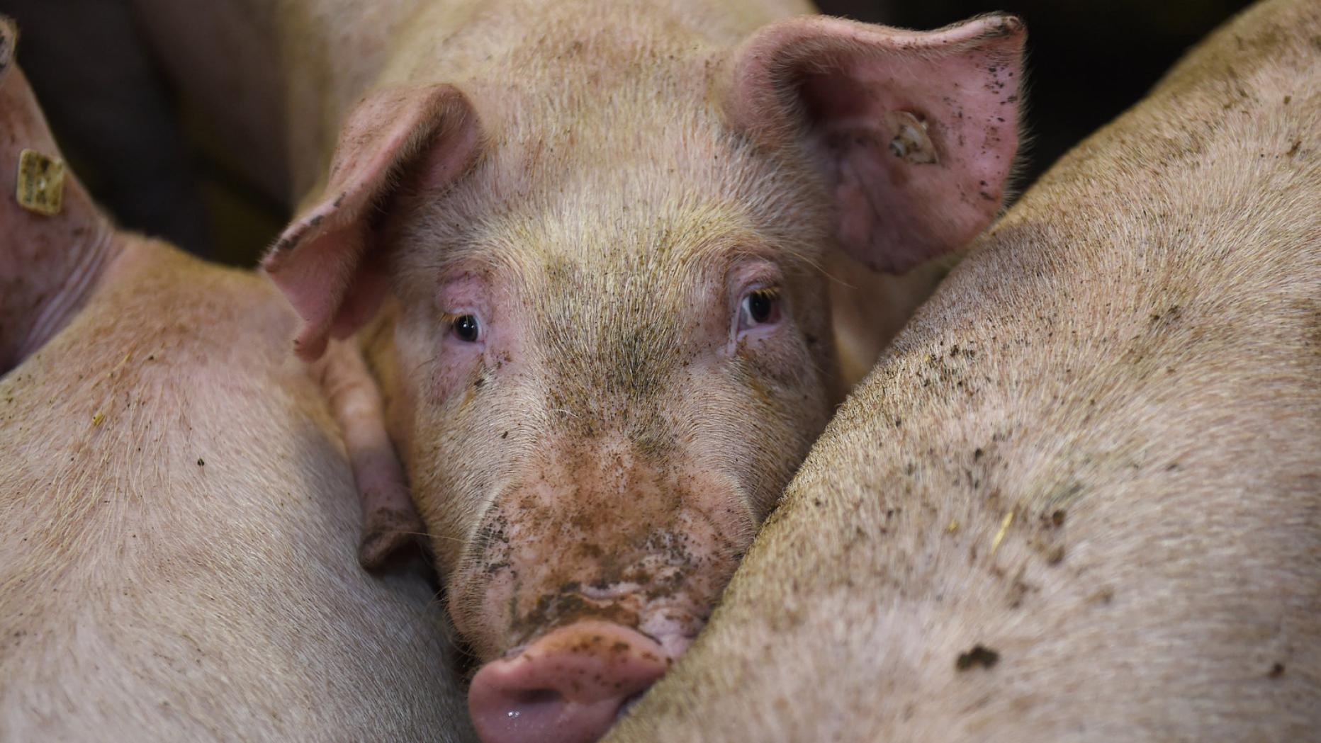 amoxicillin zu früh abgesetzt