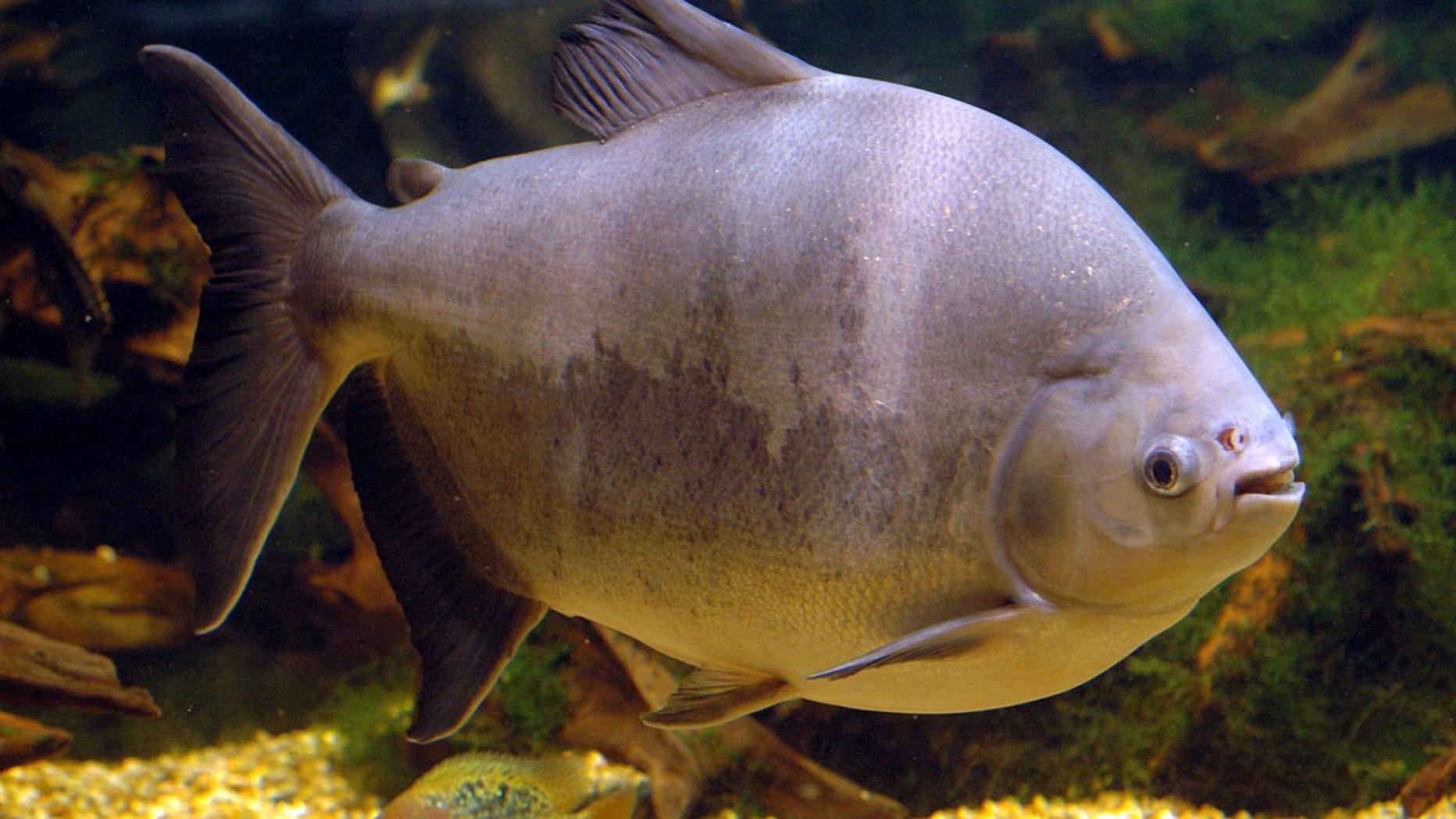 Falscher PiranhaAlarm in Oberösterreich