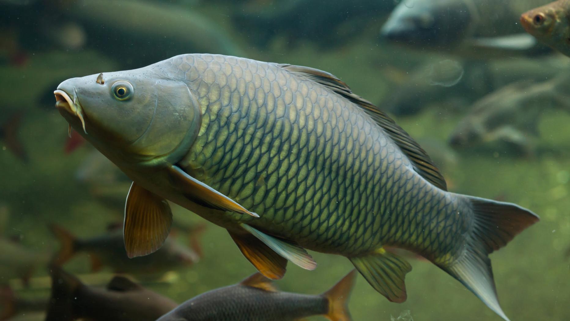 Österreich: Viele Fische und andere Wasser-Tiere sind gefährdet