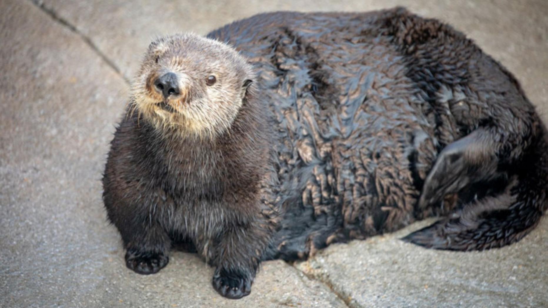 20-abby-sea-otter.w700.h467.jpg