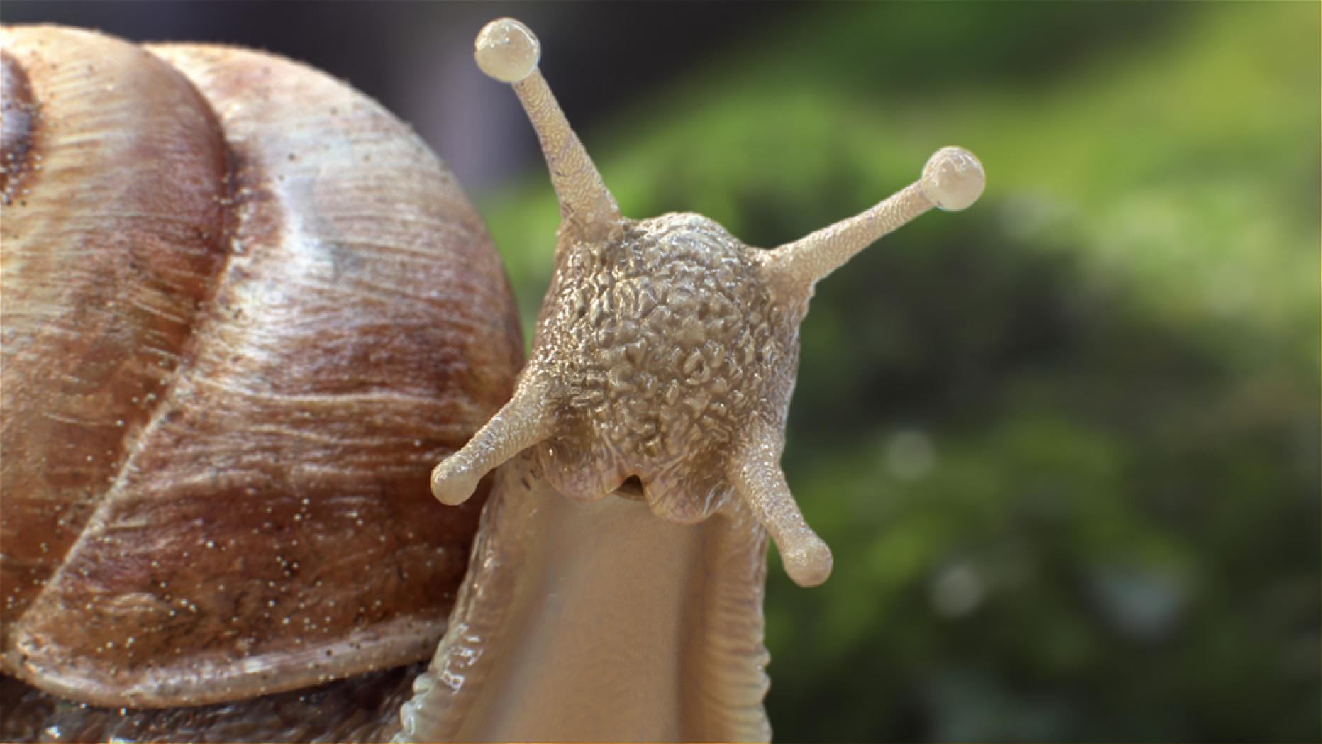Süßer TV-Spot: Das Outing einer Schnecke | kurier.at