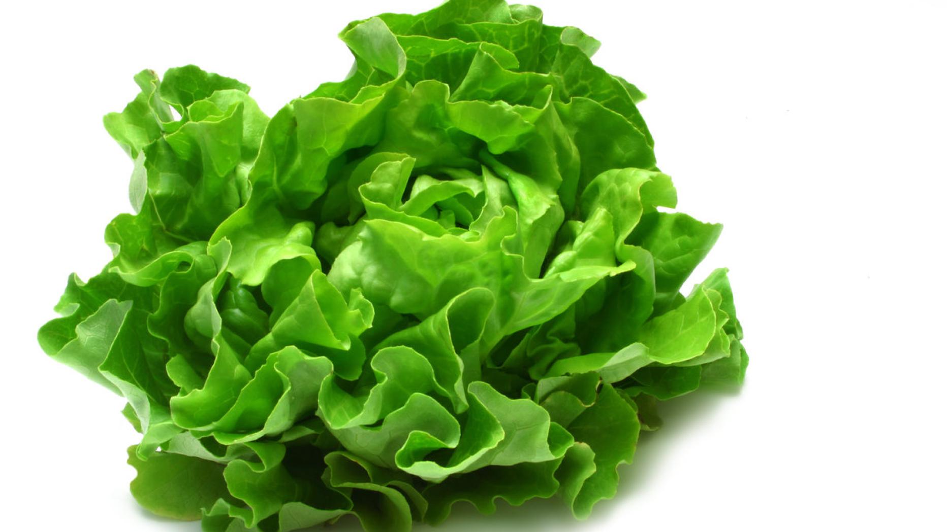 Зелень пнг. Салат латук, Кресс-салат. Фриллис латук Романо. Sucrine lettuce. Салат Баттерхед.