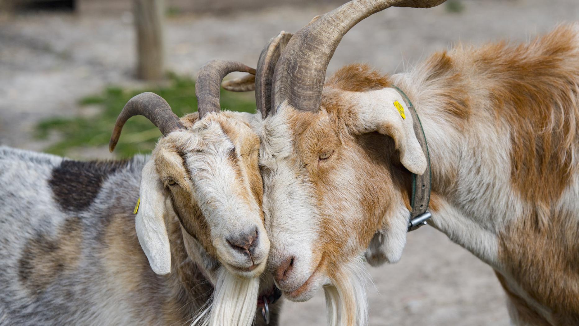 Ziegen zeigen ihre Gefühle durch unterschiedliches Meckern