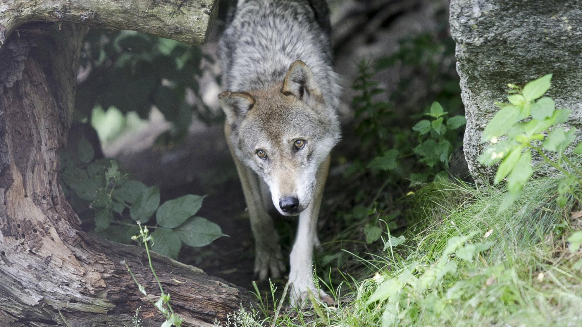 Wolf streift durch Kärntner Siedlungsgebiet Wolfsverordnung tritt in Kraft