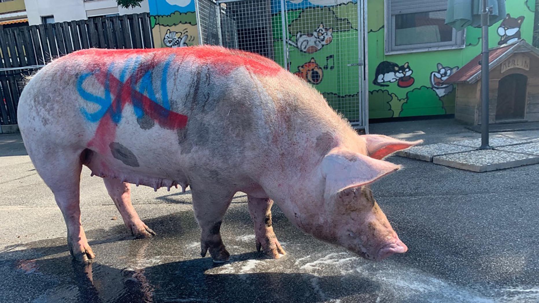 Aufnäher Alle Schweine unter einem Dach Seuchenregion Württemberg  Fußball 