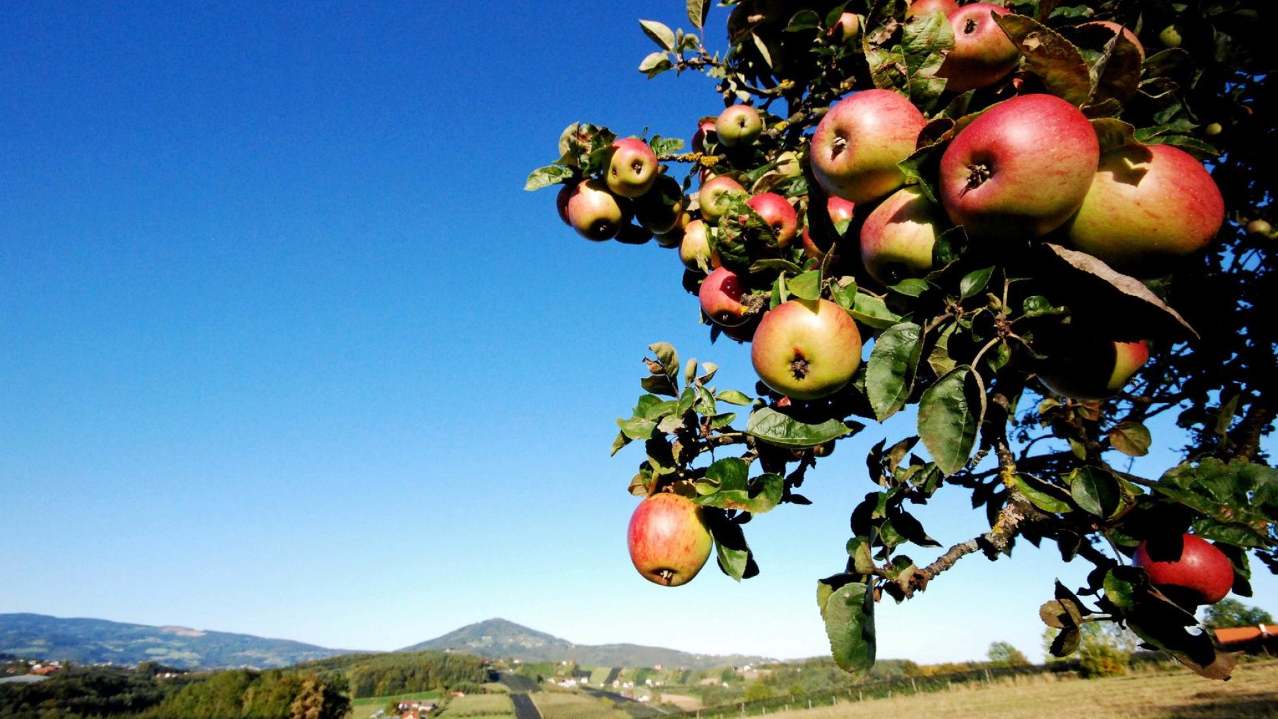 partnersuche sudoststeiermark