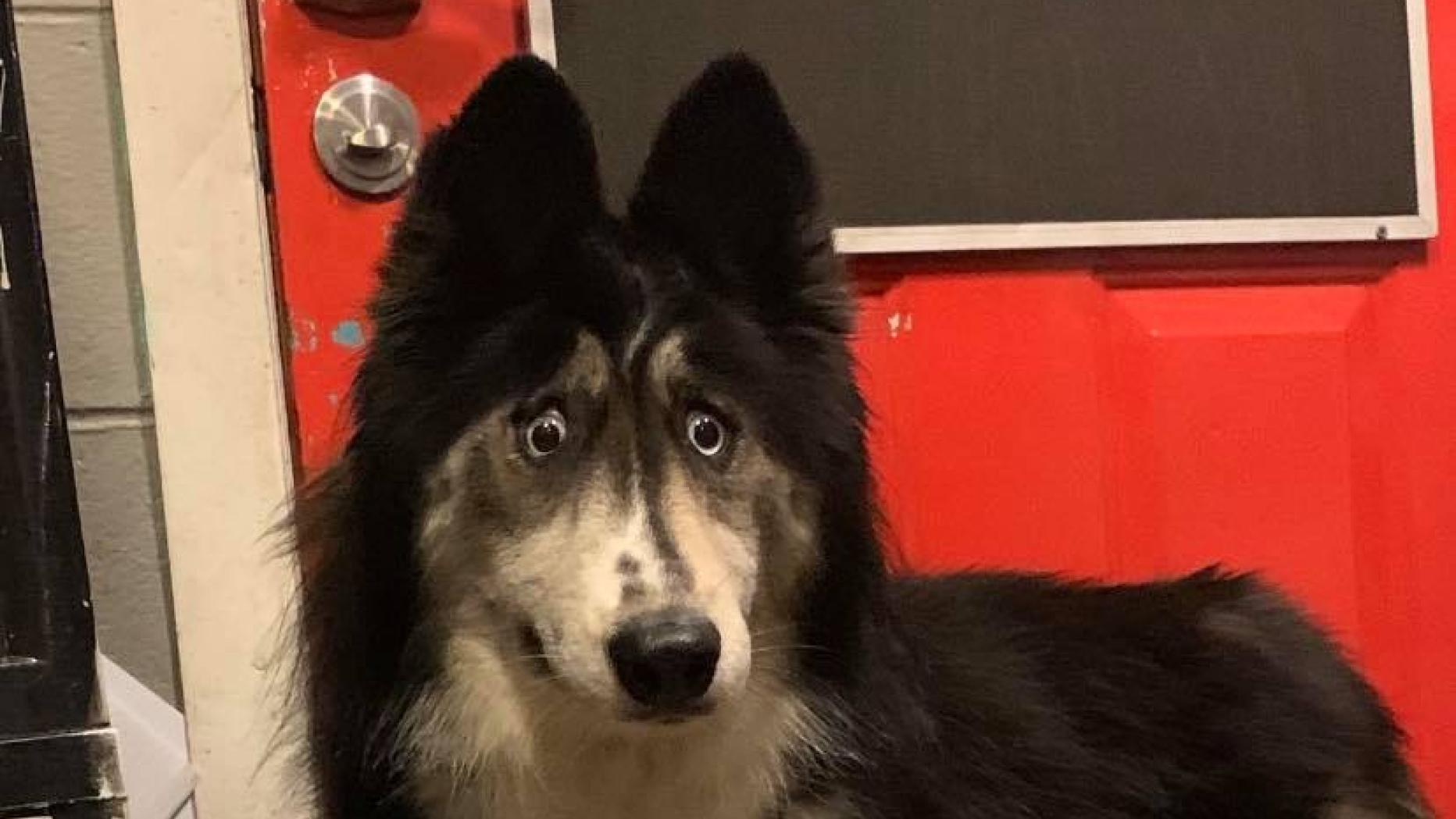 Husky mit "seltsamem" Blick hat neues Zuhause