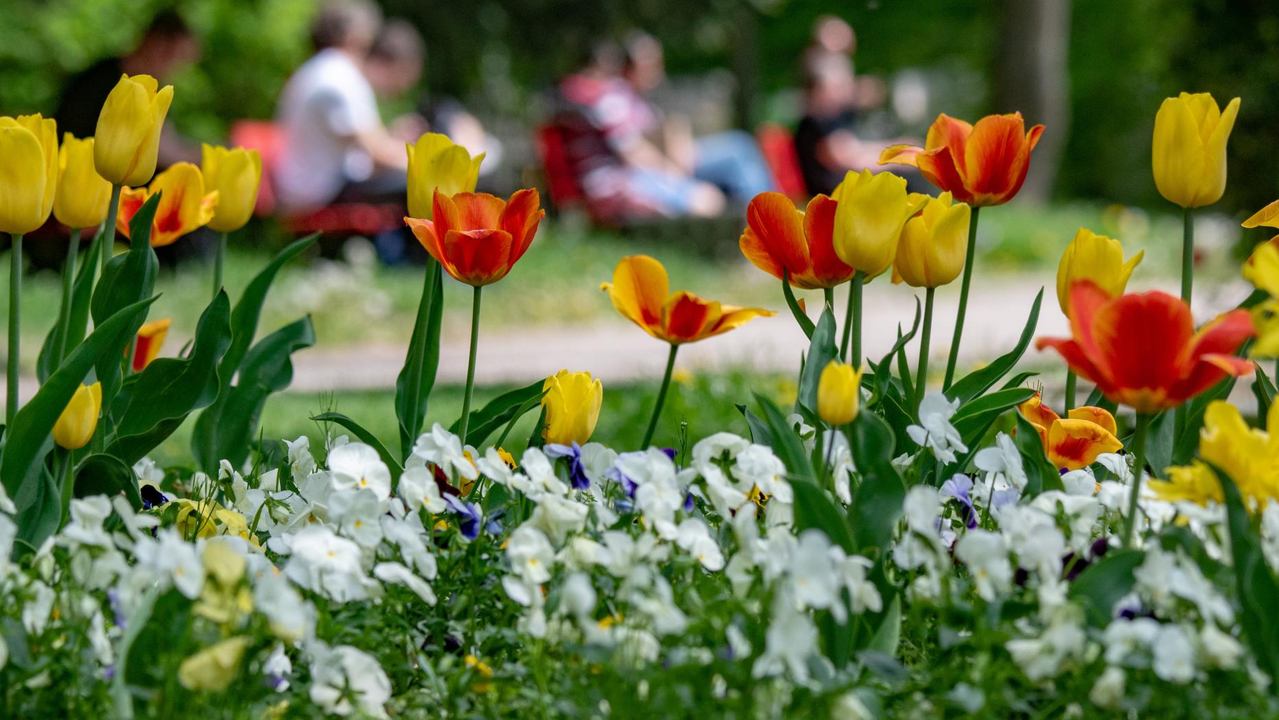 AMA lanciert Gütesiegel für Blumen und Zierpflanzen