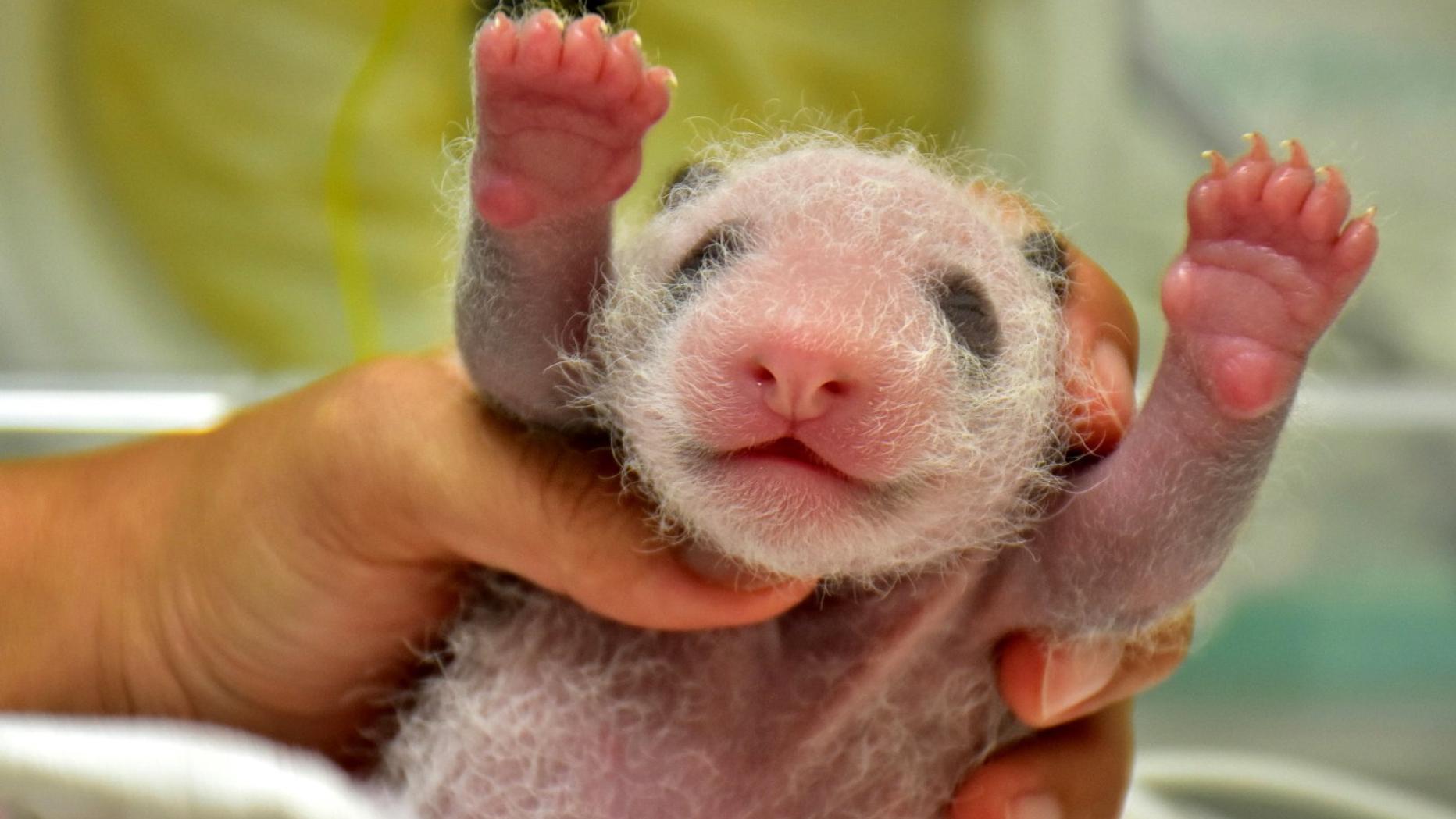 Weil Panda Baby Behandlung Braucht Mama Umsorgt Jetzt Puppe Kurier At