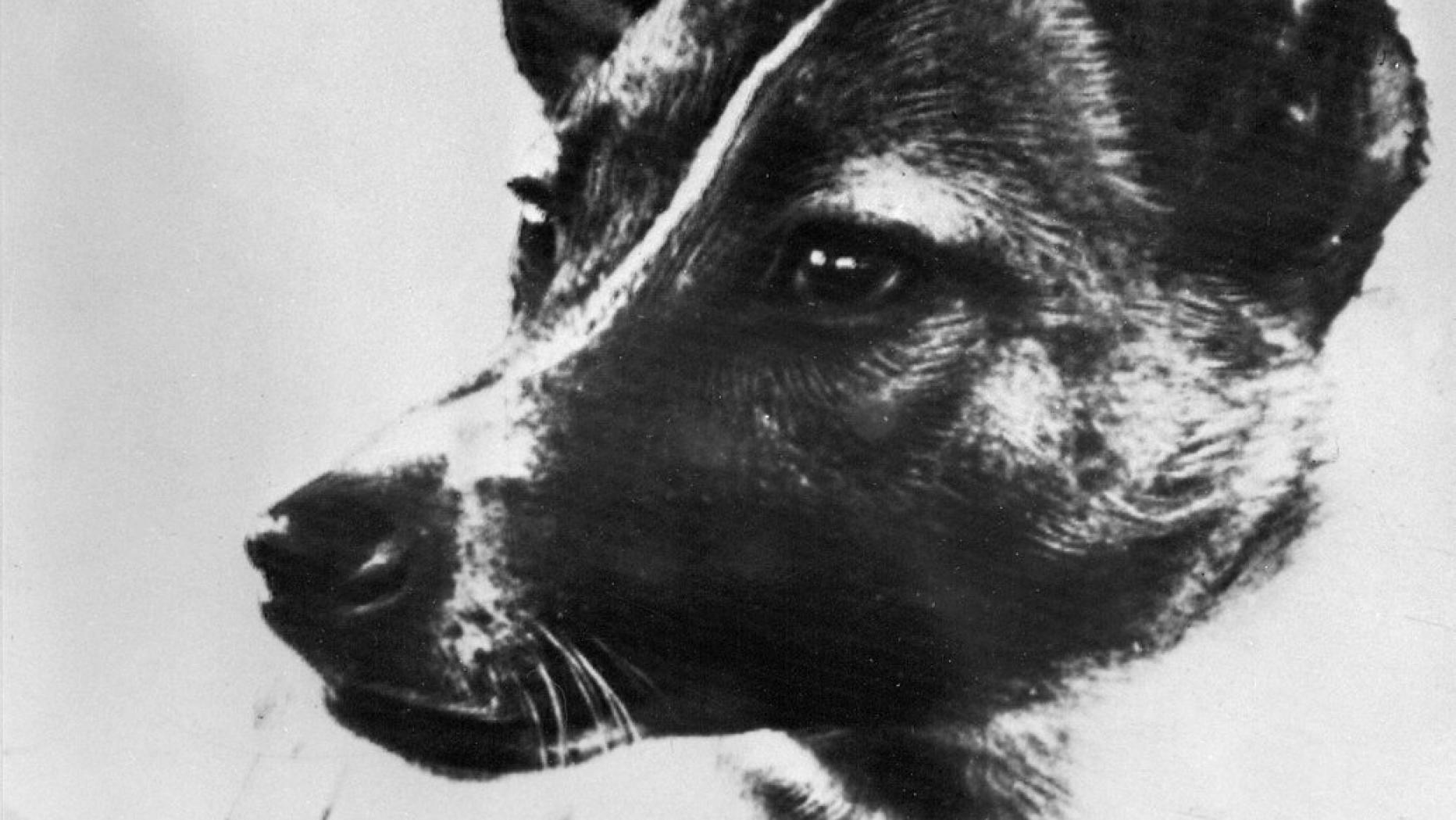 Первая собака в спутнике. Лайка 1957. Лайка космонавт. Собака лайка в космосе. Первая собака в космосе лайка.