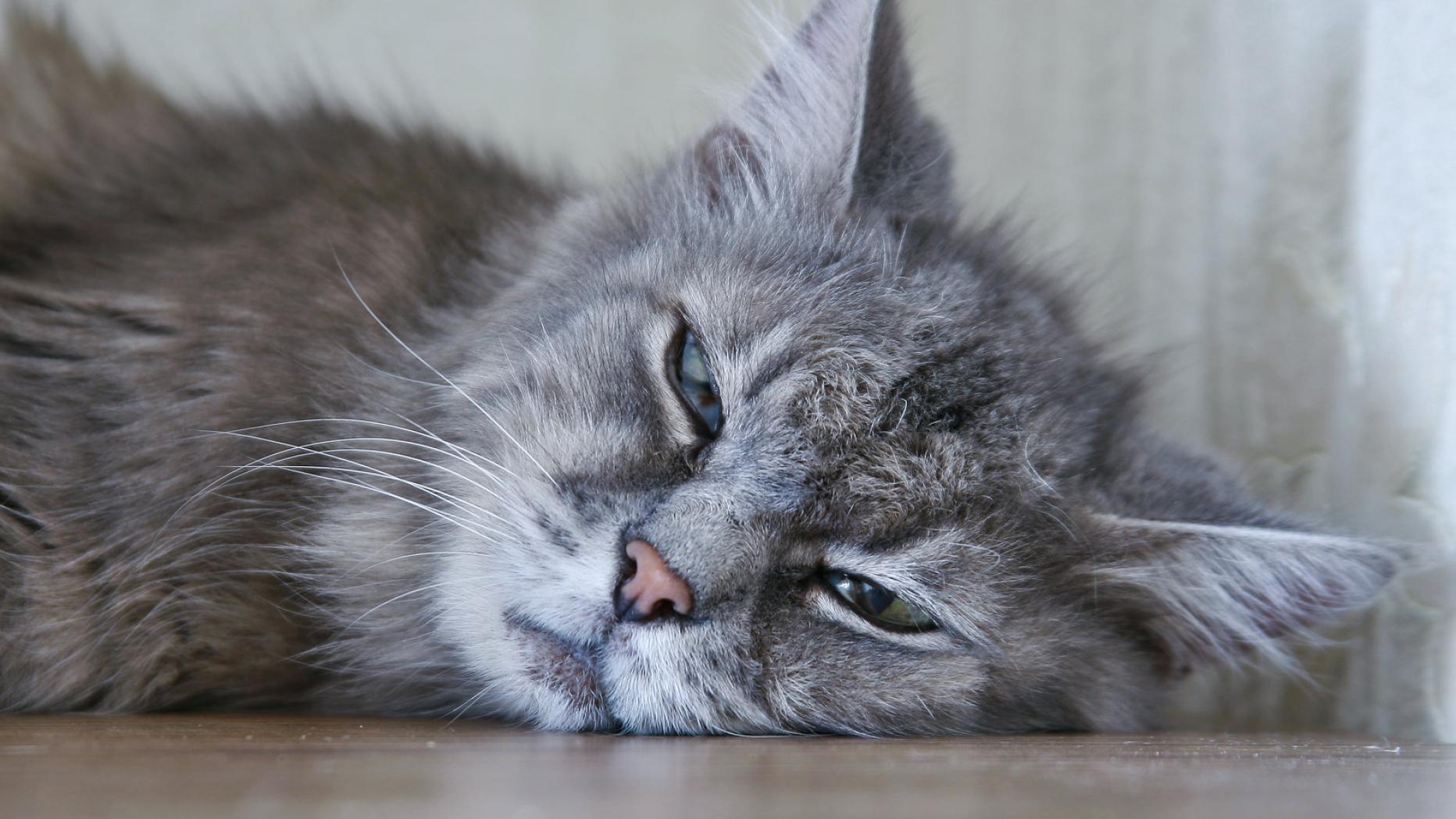 Tiercoach Welche Viren Katzen besonders gefährden