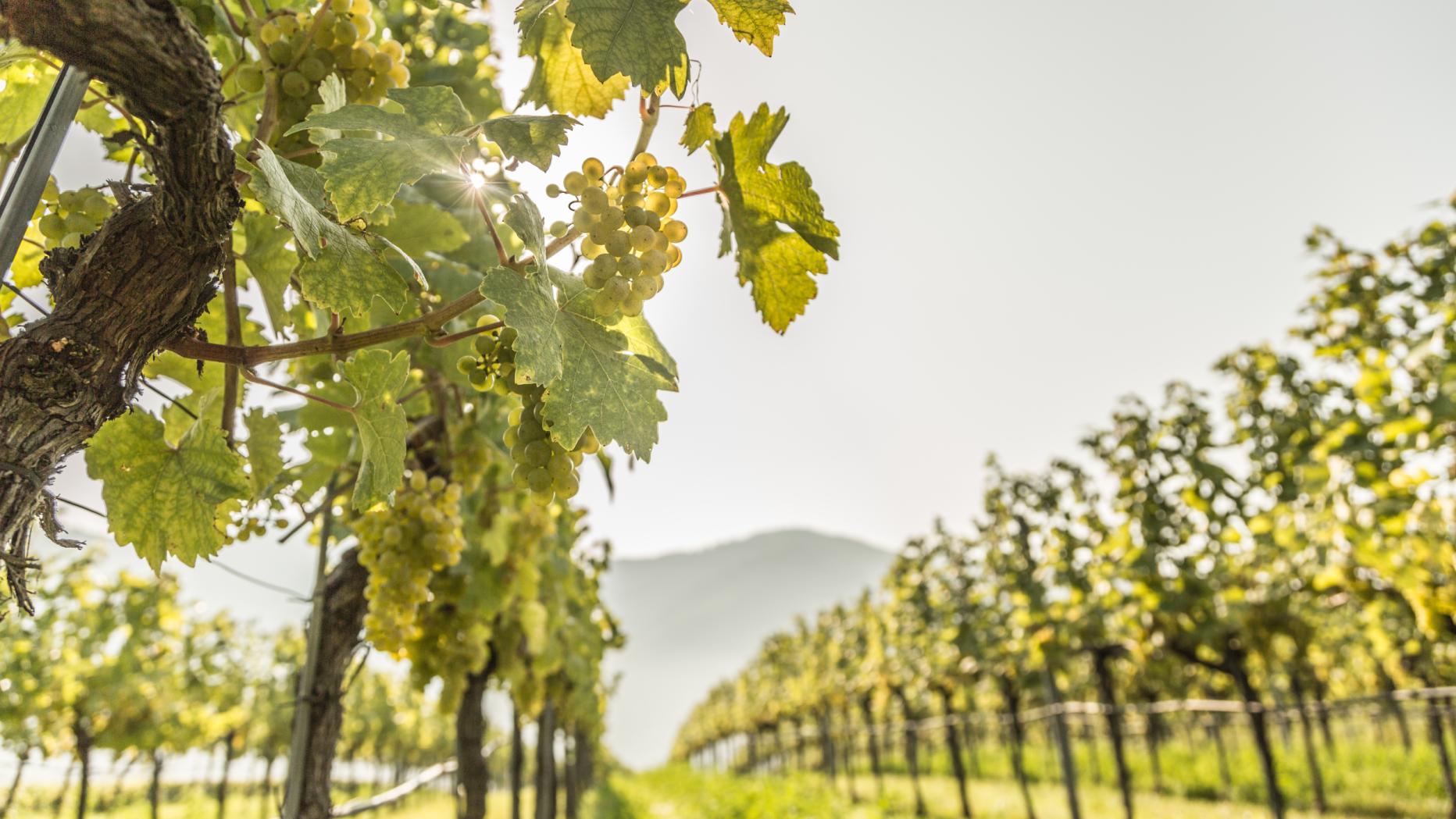 Falstaff Gutes Zeugnis Für Weine Der Domäne Wachau