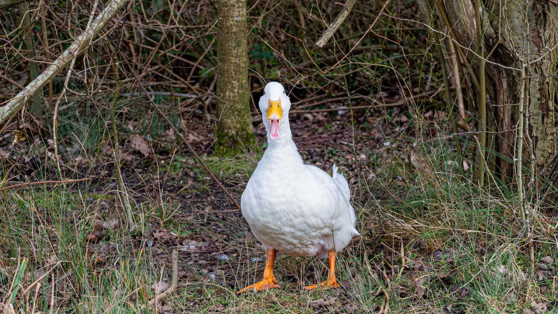 Knuspriges Weihnachten So Macht Der Haubenkoch Die Ente Kurier At