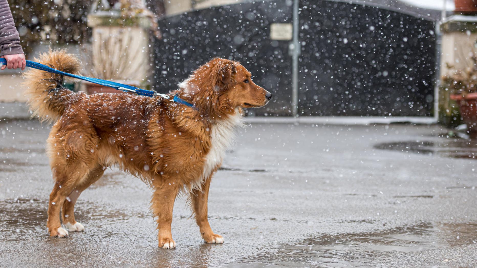 Tipps für den sicheren Umgang mit Hunden kurier.at