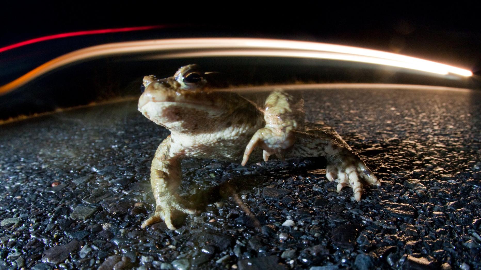 Frosch partnersuche