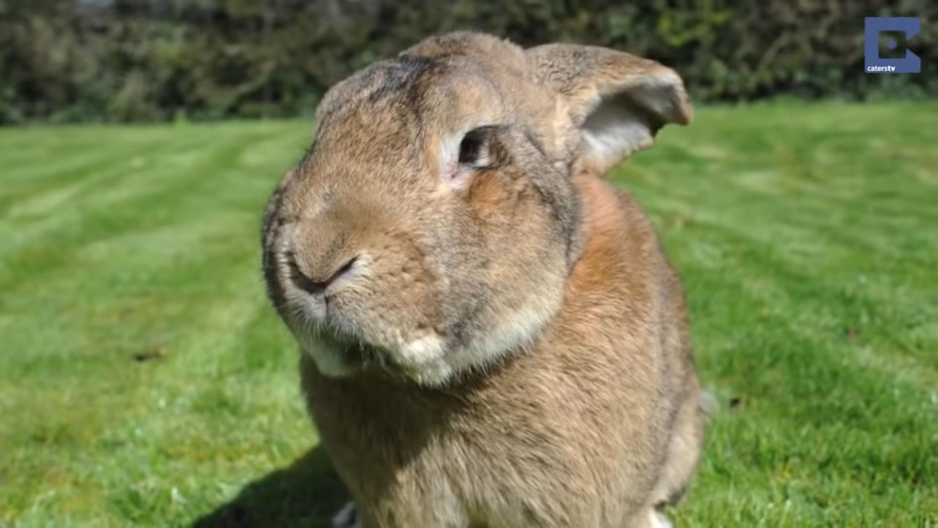 "Längstes Kaninchen der Welt" in Großbritannien gestohlen kurier.at