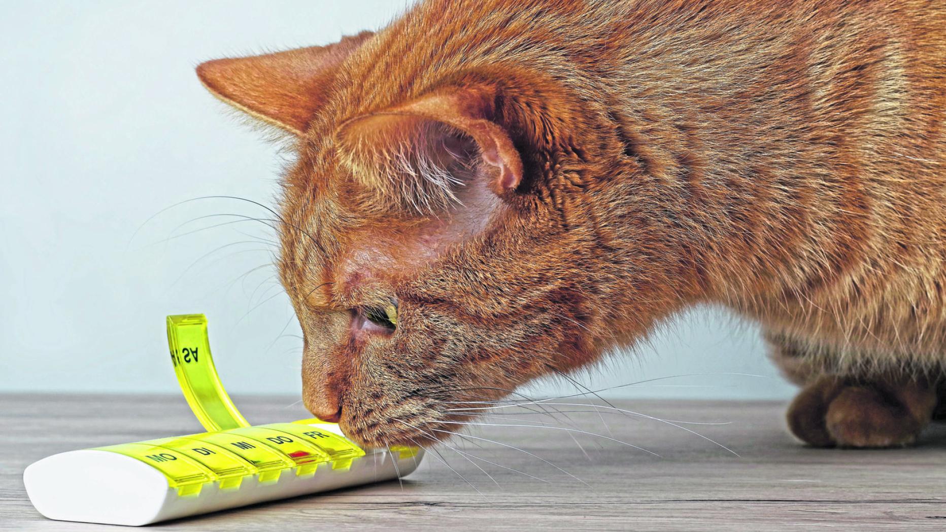 Tiercoach Warum Cortison für Hund, Katze & Co. gefährlich sein kann