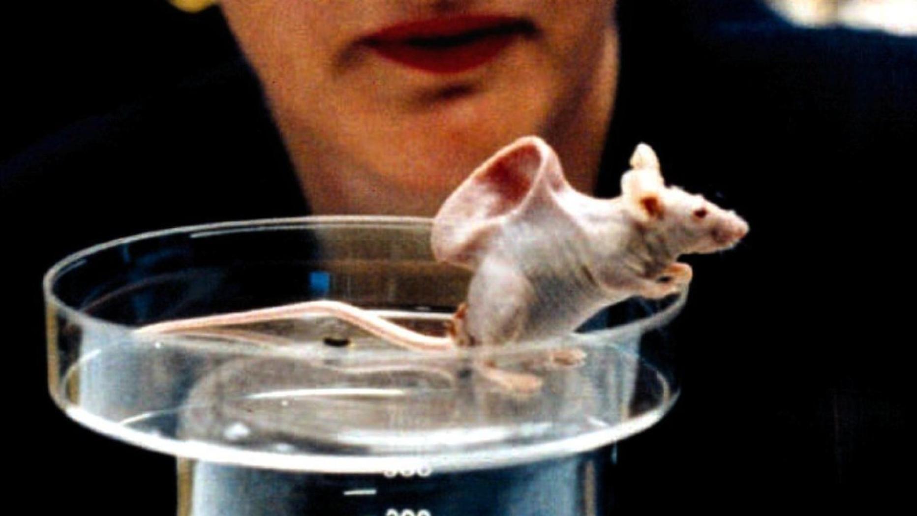 Мышей в идеальные условия. Опыты на мышах. Подопытные мыши. Эксперимент с мышами.