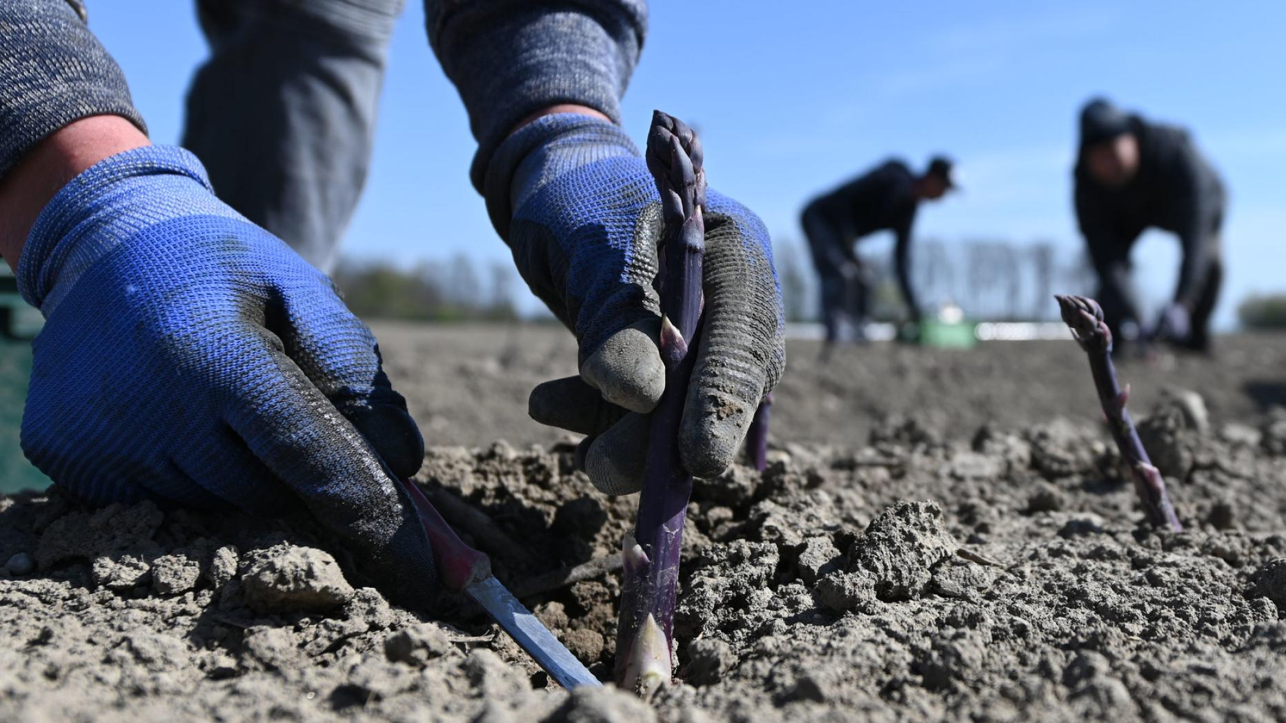 Warum das "schlechte Wetter" die Landwirtschaft freut
