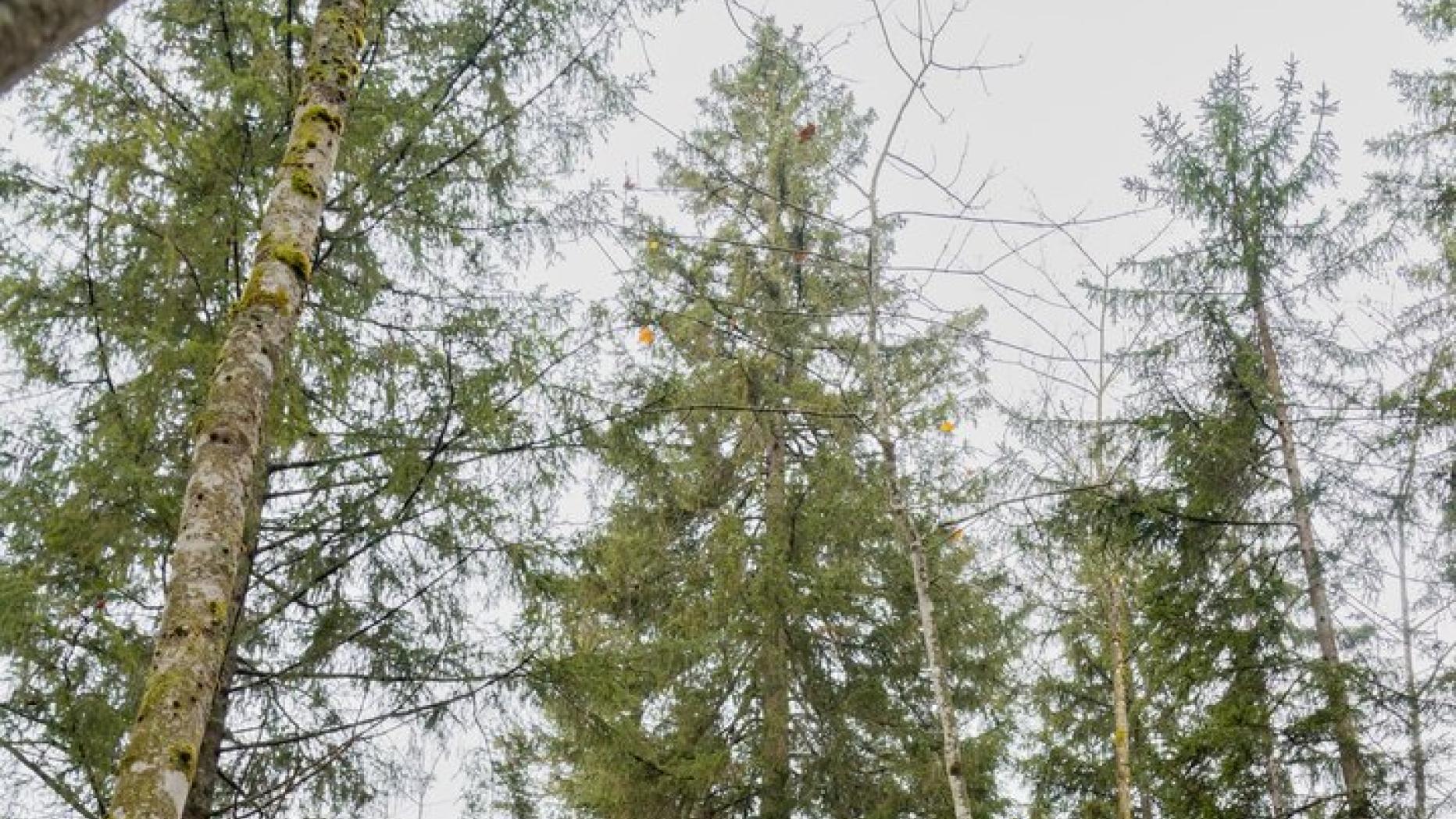 Steirischer Christbaum für Wien: Schon wieder schiach