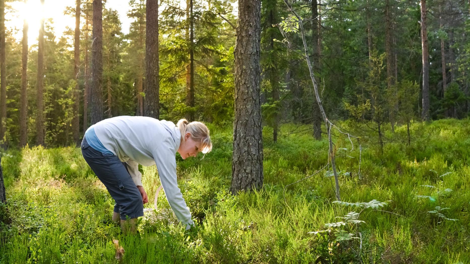 Schwammerl-Saison: Die besten Tipps der &amp;quot;Pilzjäger&amp;quot;