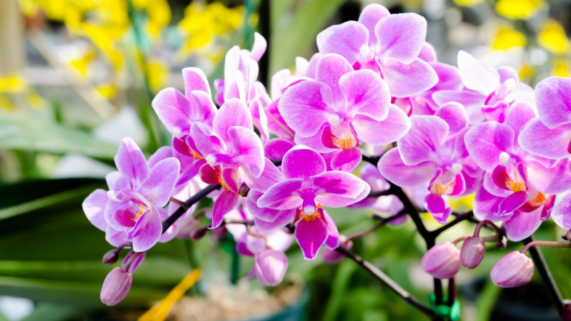 Experte empfiehlt Tauchbad für Orchidee