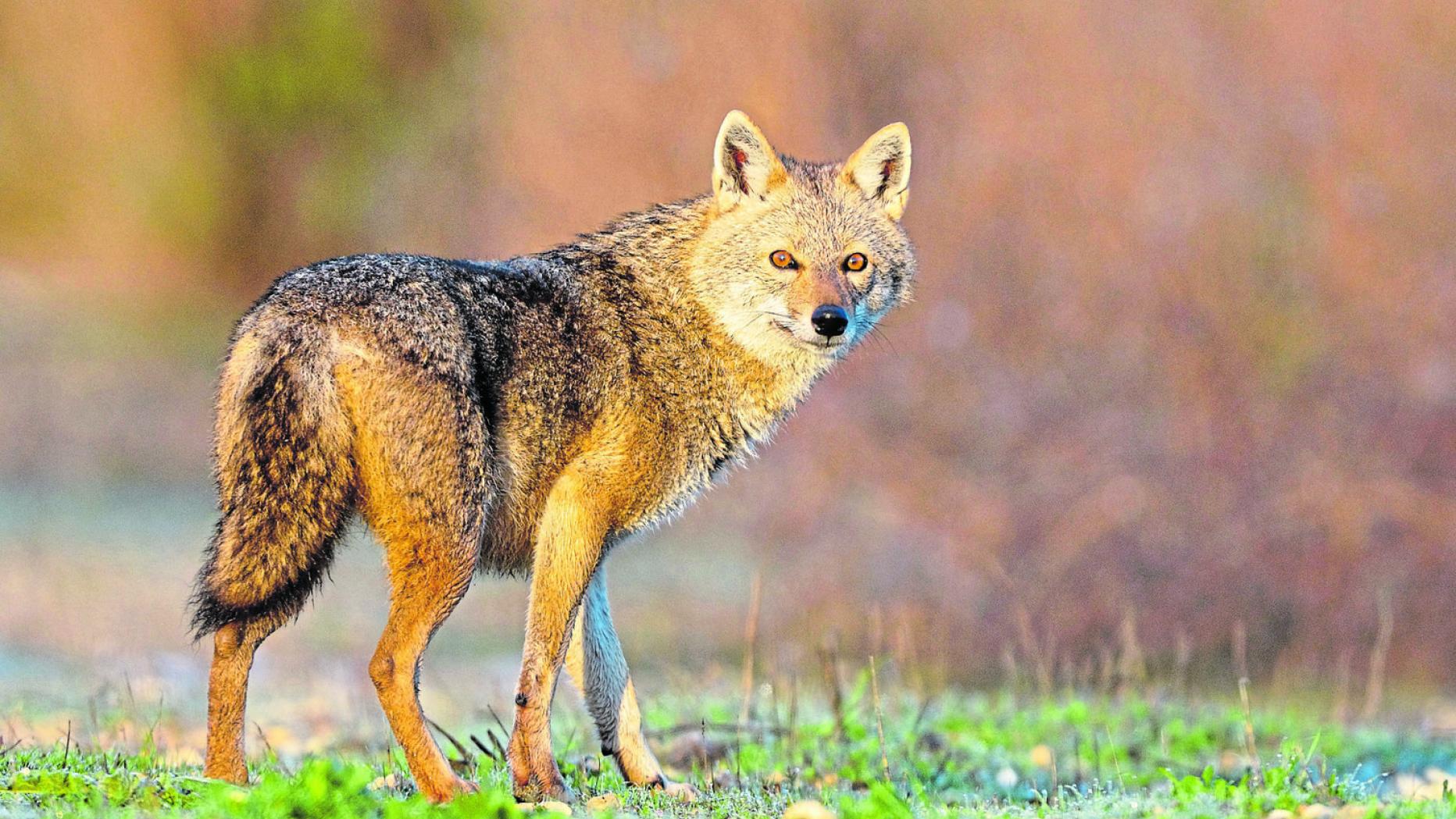 Шакал подмигивает. Тотем шакал. Шакал в субтропиках. Отряд шакалов классик аркаде. Шакал инфинит соник.