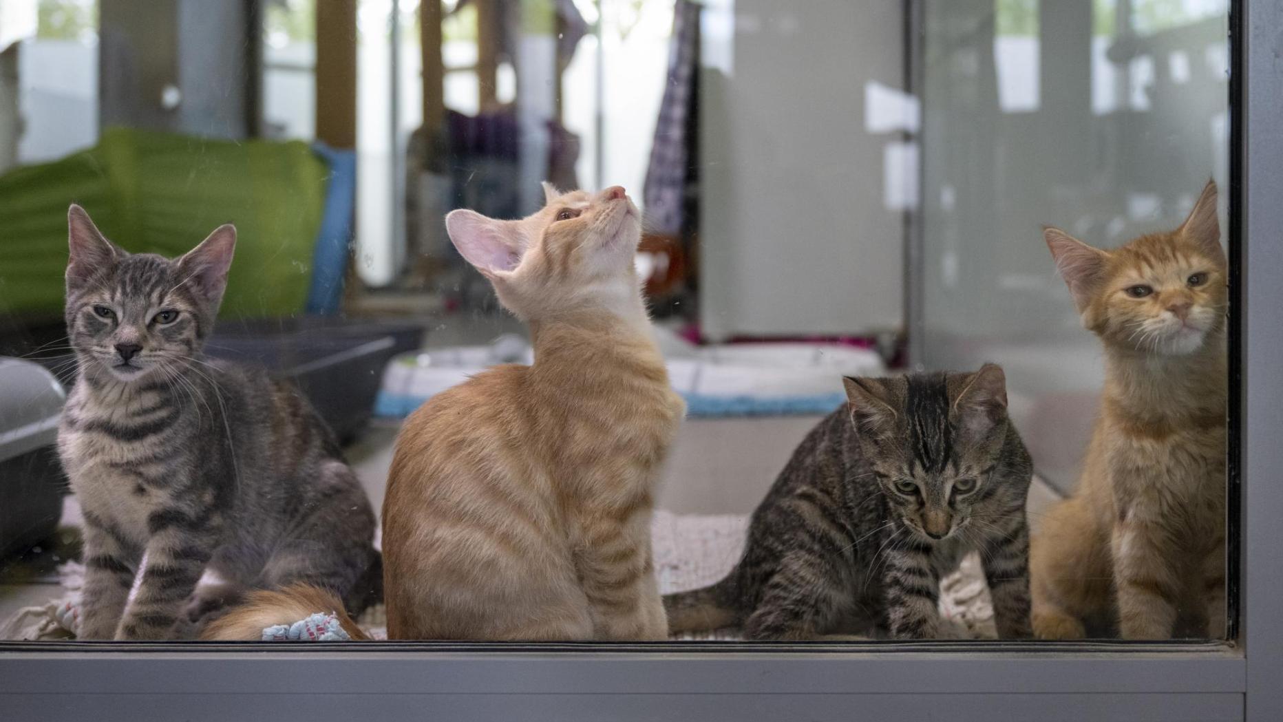 Forscher fanden Ursache für lebensbedrohliche Katzenkrankheit