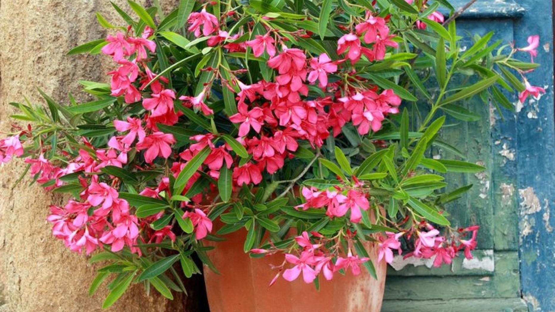 GärtnerTipp So gelingt das Auswintern des Oleanders