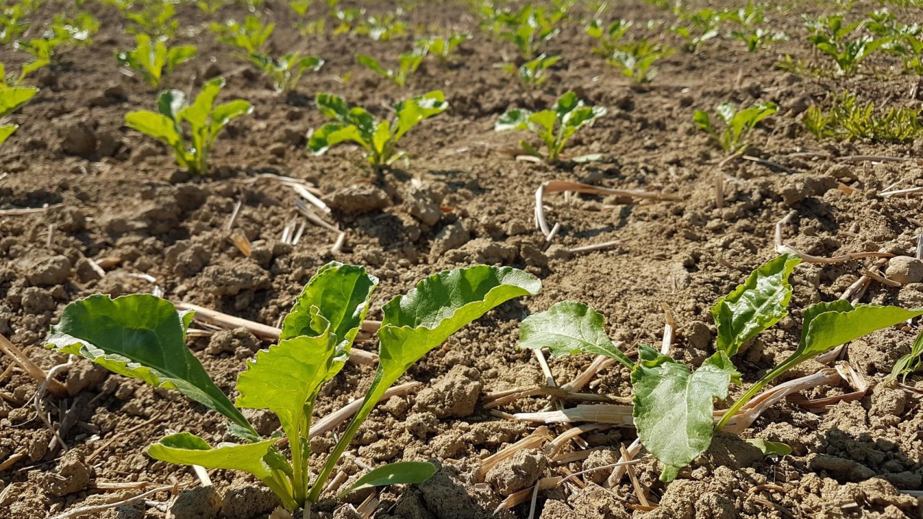 Klimawandel bringt harte Zeiten für die Landwirtschaft