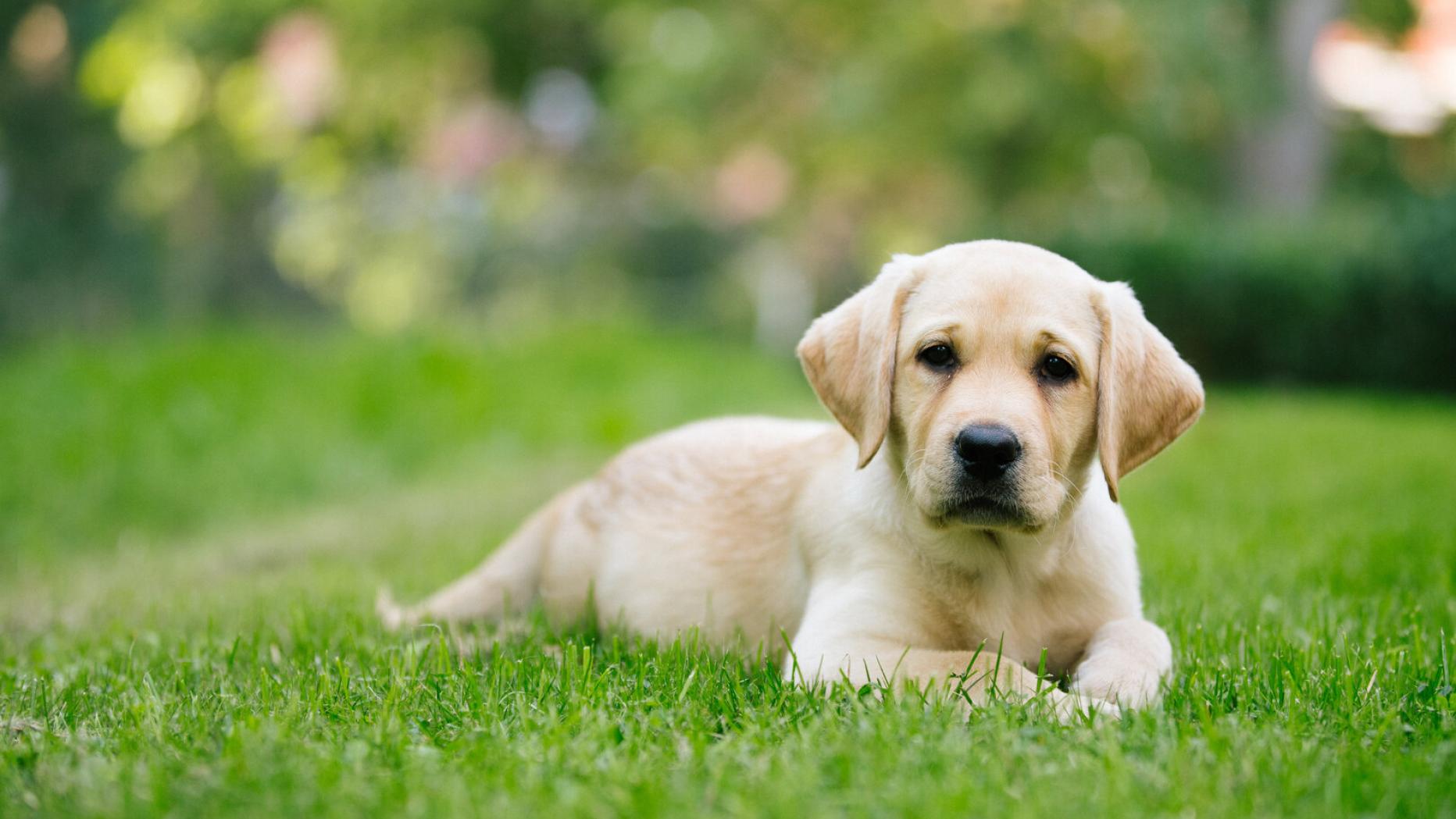 Welche Hunde Leben Am Längsten Rasse oder Mischling? Diese Hunde leben am längsten