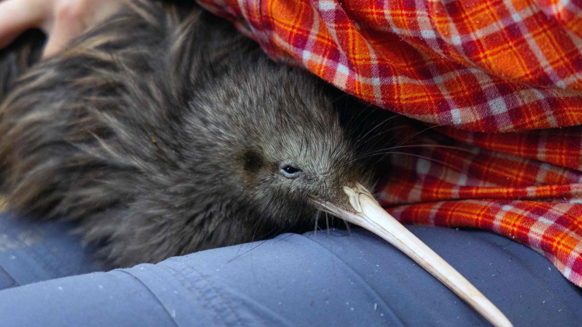 Petition gegen misshandelte Kiwis in Zoo